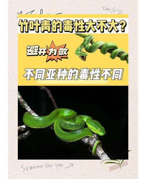 蛇毒抗癌潜力大,但研究仍需深入(蛇毒能杀死癌细胞吗) 蛇毒抗癌潜力大,但研究仍需深入(蛇毒能杀死癌细胞吗)
