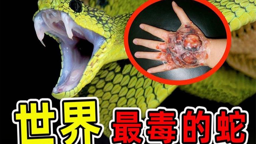 细鳞太攀蛇等，多在澳洲，致命快，户外需警惕！（世界毒蛇排行榜图片）