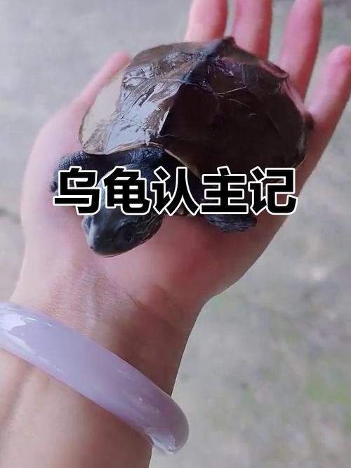 乌龟认主靠陪伴和习惯,细心观察防惊吓(乌龟怎么样才能认得主人) 乌龟认主靠陪伴和习惯,细心观察防惊吓(乌龟怎么样才能认得主人)