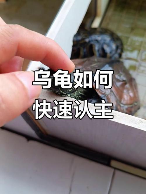 互动喂食耐心等(巴西龟怎么养才会认主人) 互动喂食耐心等(巴西龟怎么养才会认主人)