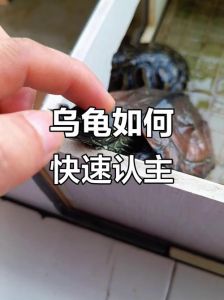 互动喂食耐心等（巴西龟怎么养才会认主人）