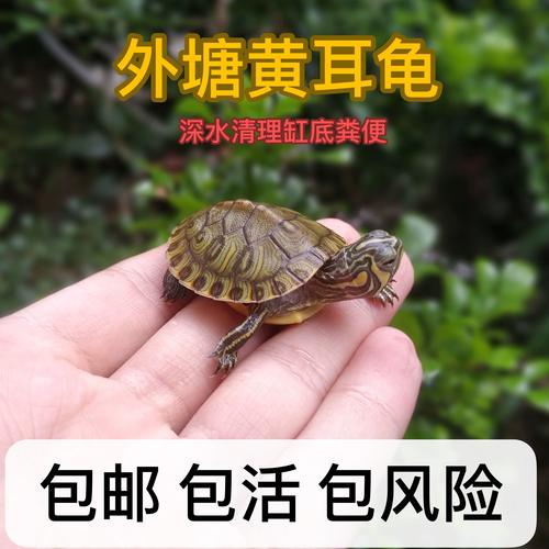 乌龟不吃食？水温低环境变病了？（乌龟不吃食的解决方法）