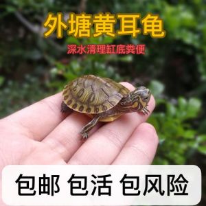 乌龟不吃食？水温低环境变病了？（乌龟不吃食的解决方法）