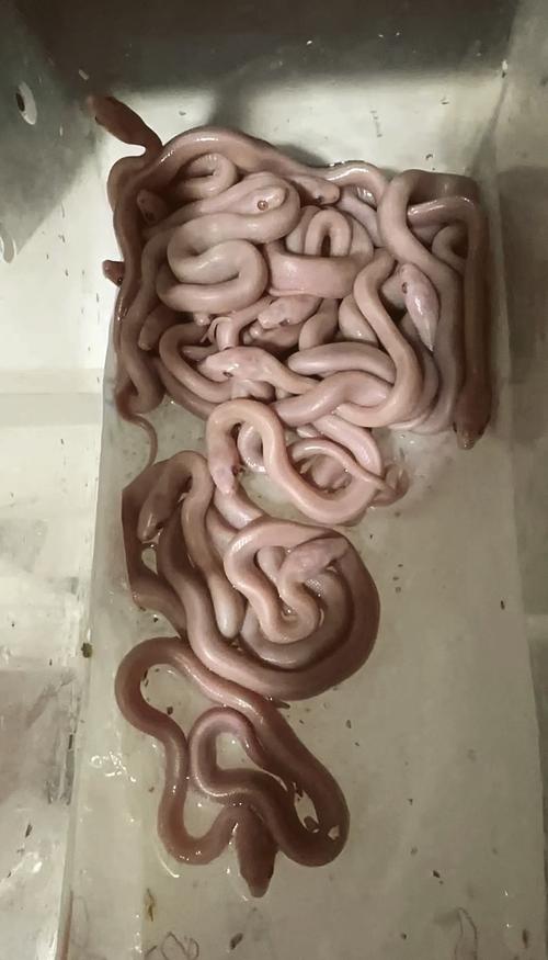 选宠物蛇注意品种年龄价格，健康人工繁育是关键（便宜小型宠物蛇多少钱一只）