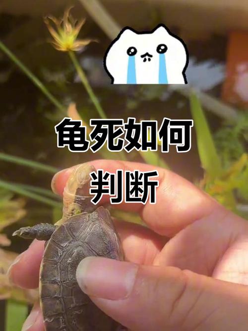 龟冬眠与死亡的区别(乌龟冬眠和死了区别图) 龟冬眠与死亡的区别(乌龟冬眠和死了区别图)