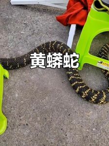 十元蛇选玉米微毒好养，养蛇需注意安全（十块钱的无毒小宠物蛇）