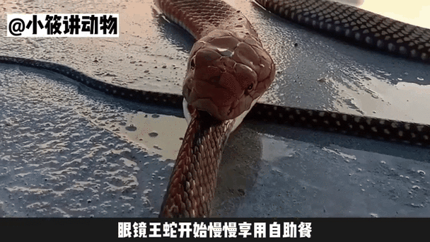 降维打击猎同类(眼镜王蛇敢吃太攀蛇吗) 降维打击猎同类(眼镜王蛇敢吃太攀蛇吗)