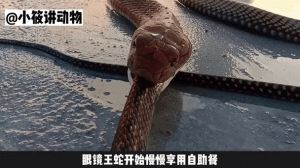 降维打击猎同类（眼镜王蛇敢吃太攀蛇吗）