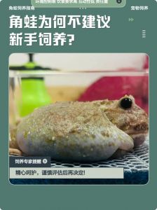 控温控湿，喂食健康，观察健康（角蛙饲养其实不难，‌核心是控制好温度湿度）