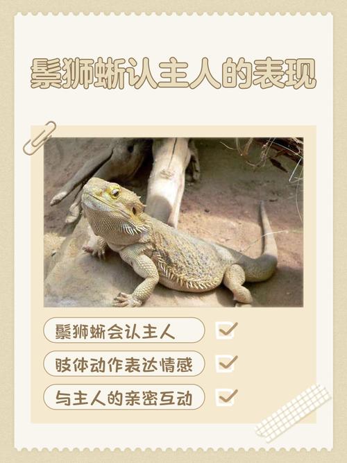 张嘴讨食爱抚互动（鬃狮蜥能认主人吗）