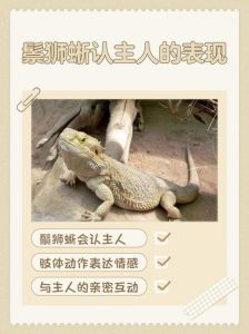 张嘴讨食爱抚互动（鬃狮蜥能认主人吗）