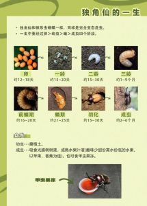 独角仙爱甜食，傍晚喂食，勤清洁，寿命短要珍惜（独角仙饲养喂食方法）