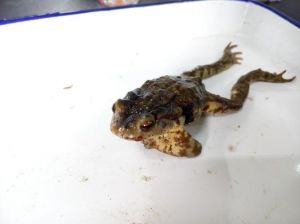 吉祥捕虫或带来烦恼（家里进蛙是福还是祸）