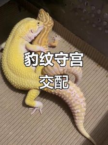 选健康体，配安全箱，喂活饵（豹纹守宫配种繁育指导及建议）