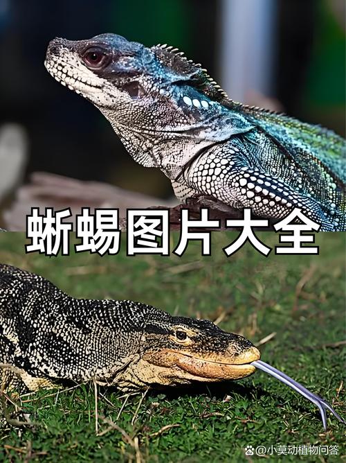 小蜥蜴图片欣赏,多样形态自然美(小蜥蜴100种图片) 小蜥蜴图片欣赏,多样形态自然美(小蜥蜴100种图片)