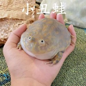 养蛙靠气味，它认你因习惯（宠物蛙认主人吗）