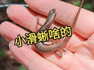 昆虫幼体日喂，成体隔天，蔬果杂食需避菠菜生菜（小蜥蜴多久喂一次）