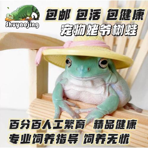 新手选角蛙？（老爷树蛙和角蛙哪个好养）