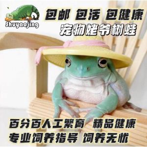 新手选角蛙？（老爷树蛙和角蛙哪个好养）