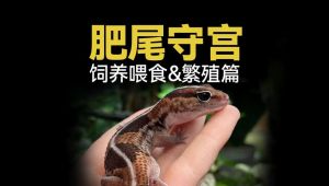 温顺可爱，注意事项全知道（肥尾守宫饲养喂食方法）