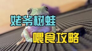 姥爷树蛙挑食，活虫喂食更健康（树蛙饲养喂食方法）
