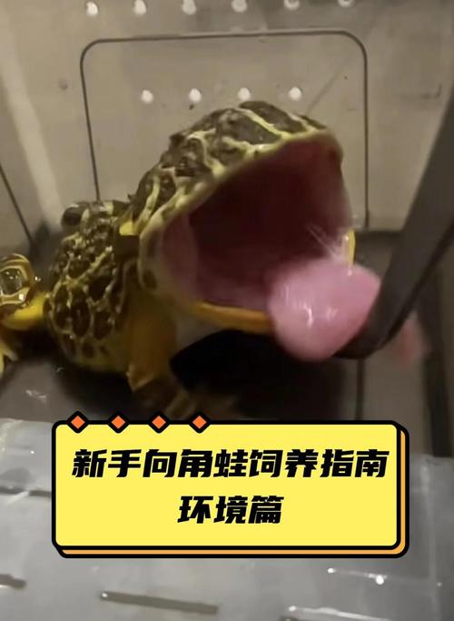 角蛙贪吃好奇，喂养有讲究，别喂手指！（角蛙可以吃面包虫吗）