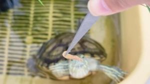幼龟成龟吃法与喂食频率（巴西龟饲养喂食方法）
