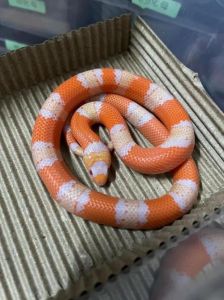 温度湿度喂食全攻略（奶蛇饲养喂食方法）