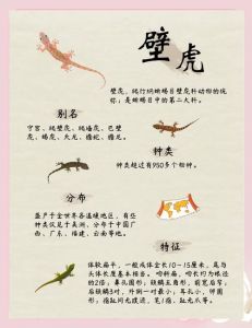 机智热情，事业爱情皆顺利（蜥蜴代表什么生肖）