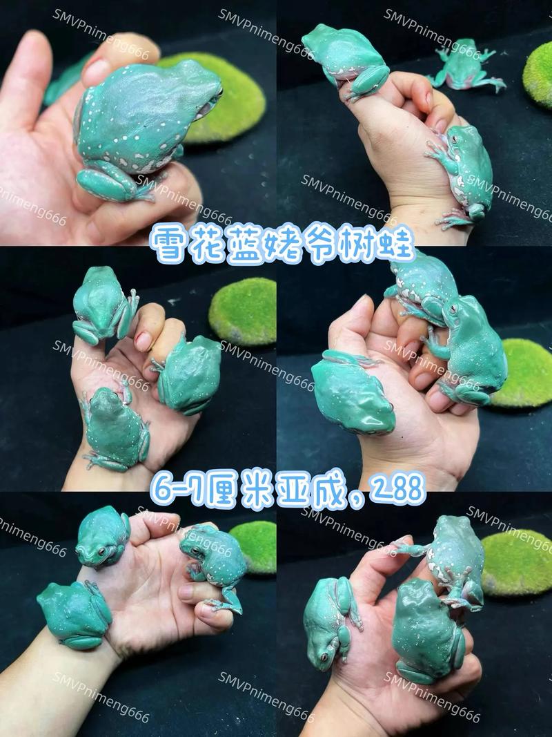 独特蛙种及其生态影响（蓝老爷树蛙图片看看）