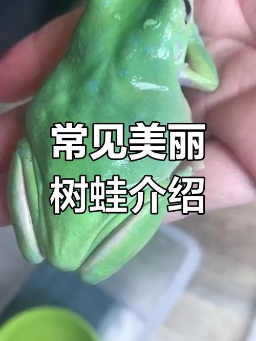 澳大利亚神奇雨蛙（蓝眼老爷树蛙图片）
