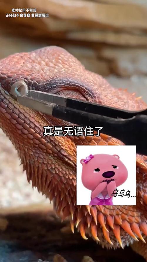 变色龙蜥蜴亲缘远又近,区别多!(蜥蜴和变色龙的区别是什么) 变色龙蜥蜴亲缘远又近,区别多!(蜥蜴和变色龙的区别是什么)