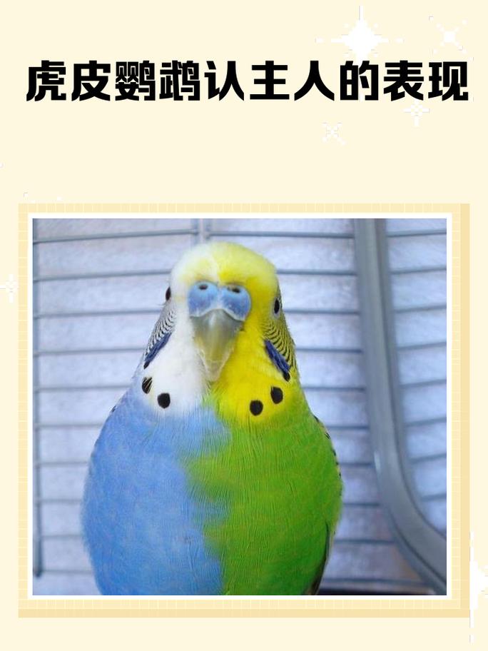 虎皮鹦鹉认主快速法(如何让虎皮鹦鹉一分钟认主人) 虎皮鹦鹉认主快速法(如何让虎皮鹦鹉一分钟认主人)