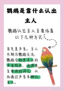 手养鹦鹉多久认主？雏鸟易亲近！（鹦鹉养多久才认主人）