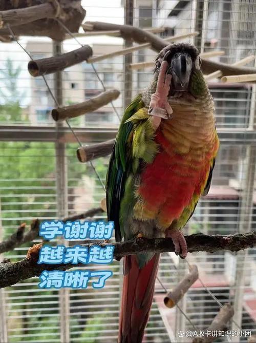 成年鹦鹉学说话难，选对品种多耐心教（成年鹦鹉还能学说话吗）