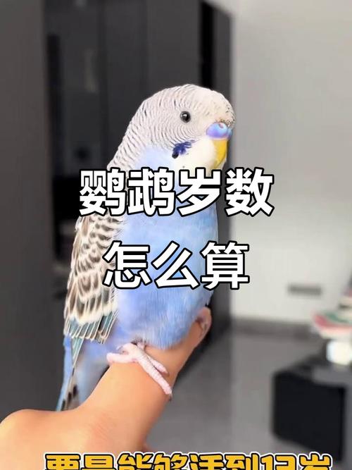 聪明易养，缺点要记牢（小太阳鹦鹉智商相当于人几岁）