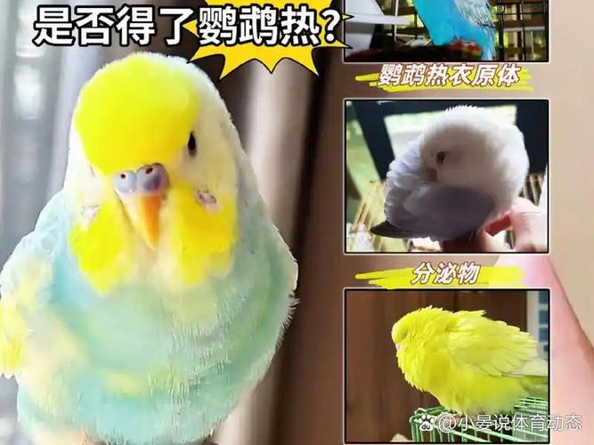 家鹦鹉受惊吓会生病甚至死亡，养它需小心，别放野外（鹦鹉被压后多久会死亡）