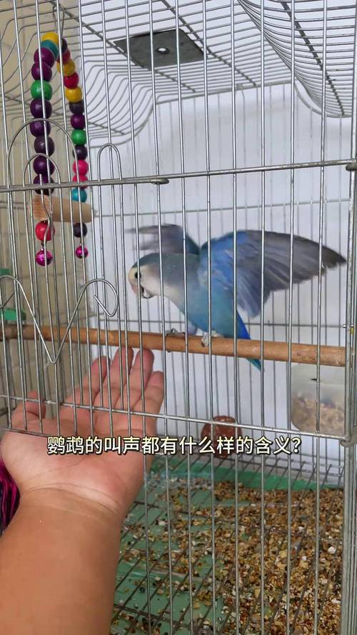 鹦鹉白天叫怎么办?试试这些方法!(鹦鹉白天一直叫怎么办) 鹦鹉白天叫怎么办?试试这些方法!(鹦鹉白天一直叫怎么办)