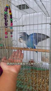 鹦鹉白天叫怎么办？试试这些方法！（鹦鹉白天一直叫怎么办）
