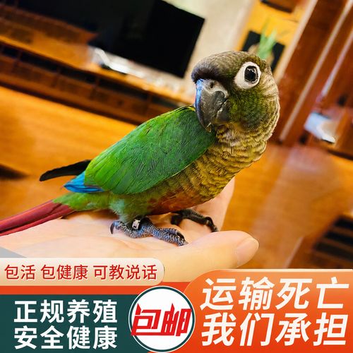 丢失鹦鹉如何找回?试试这些方法!(小太阳鹦鹉丢了怎么找回来) 丢失鹦鹉如何找回?试试这些方法!(小太阳鹦鹉丢了怎么找回来)