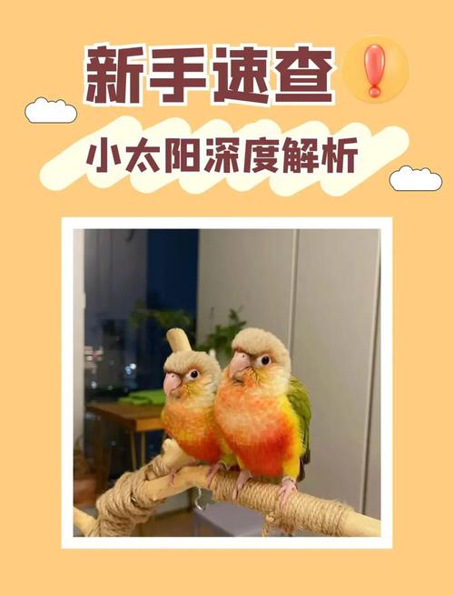 小太阳鹦鹉认主久,声音衣色都记牢(小太阳鹦鹉的记忆力一般有多久) 小太阳鹦鹉认主久,声音衣色都记牢(小太阳鹦鹉的记忆力一般有多久)