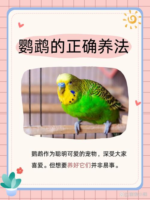 虎皮鹦鹉认主不放养,家养安全指南(鹦鹉养熟了会飞走吗) 虎皮鹦鹉认主不放养,家养安全指南(鹦鹉养熟了会飞走吗)