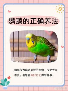 虎皮鹦鹉认主不放养，家养安全指南（鹦鹉养熟了会飞走吗）