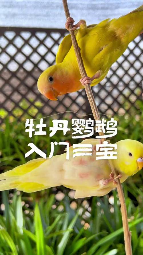 牡丹鹦鹉不适合养，噪音大，清洁难，性格凶，不适合新手（为什么千万别养牡丹鹦鹉）