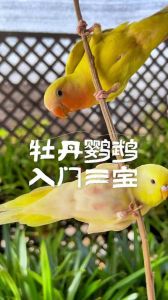 牡丹鹦鹉不适合养，噪音大，清洁难，性格凶，不适合新手（为什么千万别养牡丹鹦鹉）