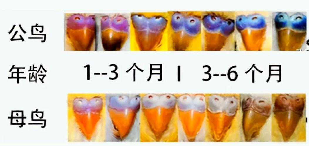 虎皮鹦鹉春季秋季下蛋,科学喂养助繁殖(虎皮鹦鹉一般几月份下蛋) 虎皮鹦鹉春季秋季下蛋,科学喂养助繁殖(虎皮鹦鹉一般几月份下蛋)