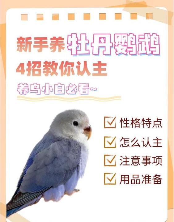 选友好牡丹鹦鹉，零食手伸慢摸脸，多陪它亲近（手养牡丹鹦鹉怎么养亲人）