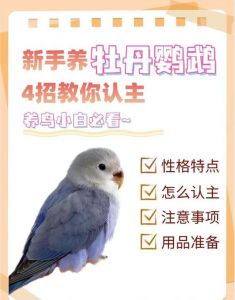 选友好牡丹鹦鹉，零食手伸慢摸脸，多陪它亲近（手养牡丹鹦鹉怎么养亲人）
