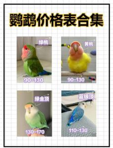 时间光照营养及孵化要点（牡丹鹦鹉几个月性成熟可以繁殖）