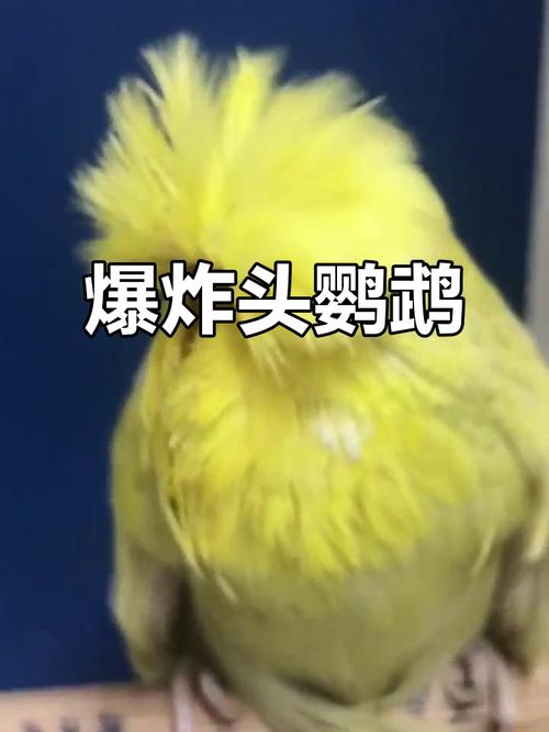 鹦鹉炸毛怎么办?健康心理都排查!(鹦鹉炸毛发抖闭眼还把头埋) 鹦鹉炸毛怎么办?健康心理都排查!(鹦鹉炸毛发抖闭眼还把头埋)